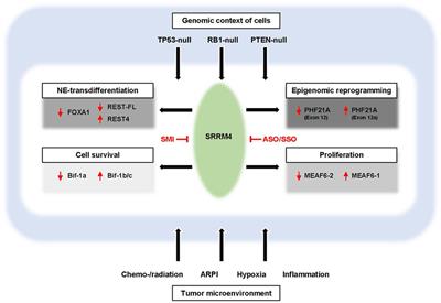 Development of Neuroendocrine Prostate Cancers by the Ser/Arg Repetitive Matrix 4-Mediated RNA Splicing Network